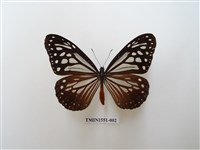 藏品(斯氏絹斑蝶)的圖片